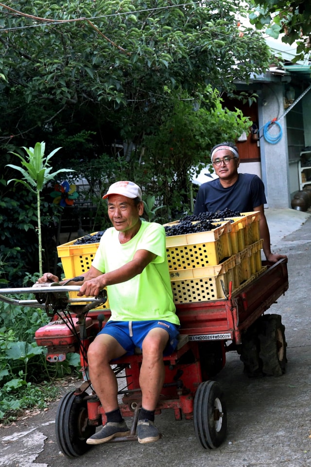 Pemilik kebun anggur, Hung Chi-pei (kiri) dan pembuat wine, Chen Chien-hao, mengangkut anggur hasil panen untuk diolah menjadi wine di Shu Sheng Leisure Domaine di Taichung, Taiwan. Foto: Ann Wang/REUTERS