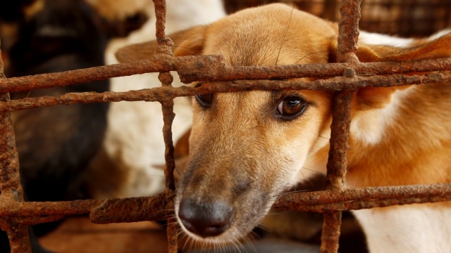 Anjing duduk di dalam kandang menunggu diselamatkan oleh aktivis hewan, dari rumah jagal di desa Chi Meakh, di Kampong Thom utara Phnom Penh, Kamboja. Foto: Heng Sinith/AP Photo