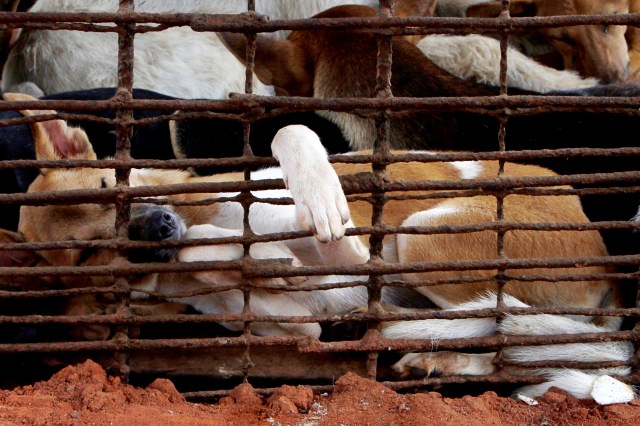 Anjing berbaring di dalam kandang. Foto: Heng Sinith/AP Photo