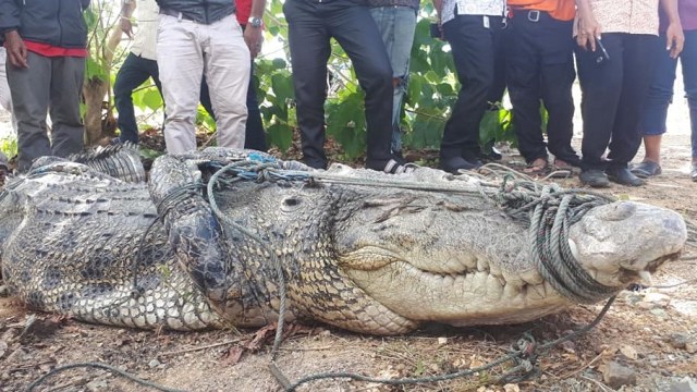 Warga menangkap seekor buaya di Sungai Barakkang, Mamuju Tengah, Sulawesi Barat. Foto: Dok. Istimewa
