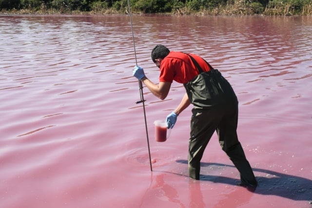 Air danau laguna Cerro di Paraguay yang berwarna ungu. Foto: Ministerio del Ambiente y Desarrollo Sostenible del Paraguay