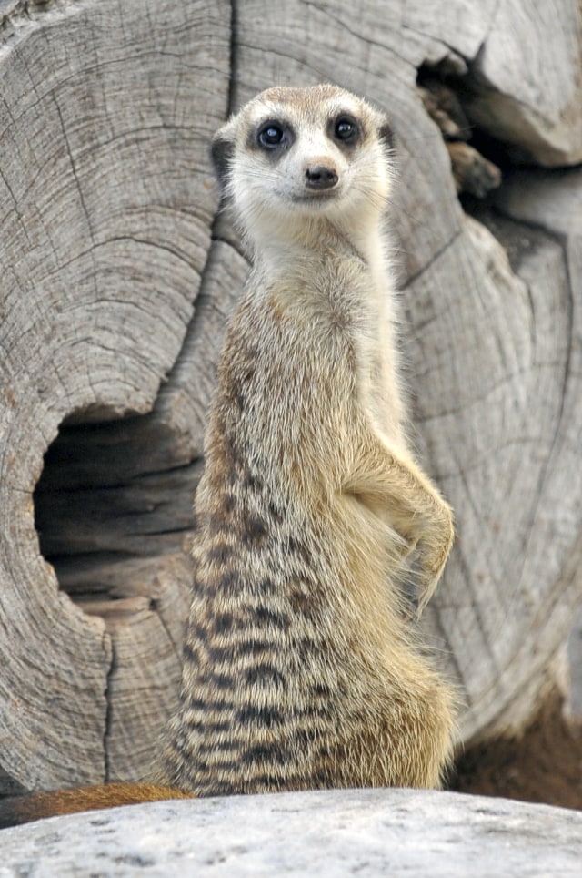 Meerkat di Jakarta Aquarium. Foto: Jakarta Aquarium