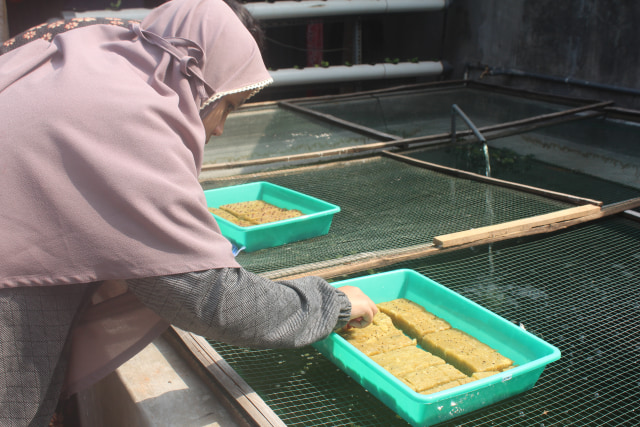Anggota Tim KKN 56 UMM sedang melakukan penyemaian untuk tanaman hidroponik. (Dokpri)