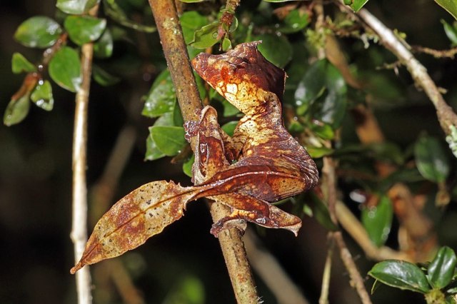 Uroplatus phantasticus. Foto: Wikimedia Commons