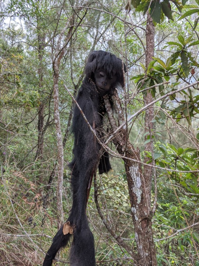 Jasad Lutung Jawa tewas mengenaskan tinggal kepala dan kulit ditemukan Hutan Lindung di atas Dusun Perinci Kec. Dau, Kab. Malang pada Minggu, (9/8/2020). Foto: dokumen.