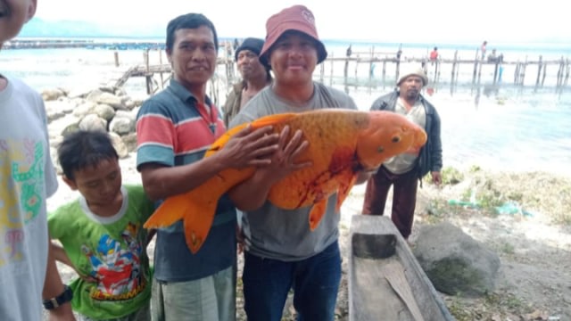 Viral seorang warga di Tao Silalahi, Sumatera Utara, mendapat ikan mas raksasa berukuran 15 kilogram saat memancing di Danau Toba. (Foto: Facebook/Juliarson Saragih)