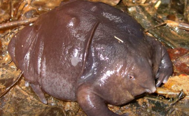 Katak ungu. Foto: Capture Youtube Earth Titan
