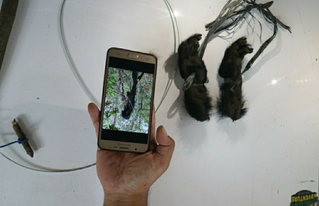 Barang bukti berupa dua tangan lutung, foto kondisi jasad awal yang semula utuh dan jerat satwa dari kawat.