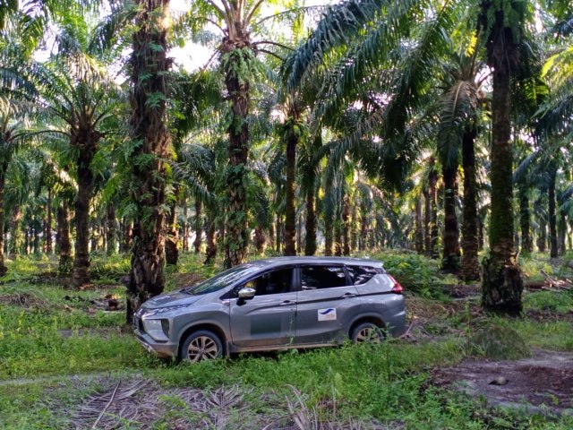 Mitsubishi Xpander yang digunakan konsumen di kebun sawit. Foto: dok. Sonny Eka Putra