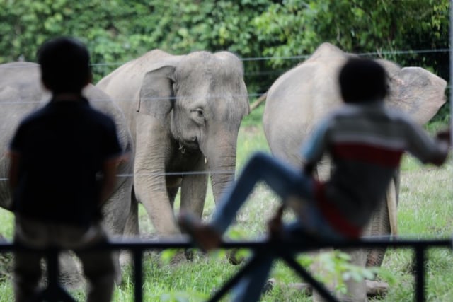 Gajah jinak di CRU Sampoiniet, Kabupaten Aceh Jaya, Aceh, Februari 2019. Foto: Suparta/acehkini