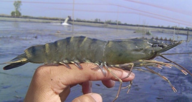 SUMBER : https://tabloidsinartani.com/detail/indeks/akuamina/8707-Indonesia-Jadi-Contoh-Tata-Kelola-Biosekuriti-Budidaya