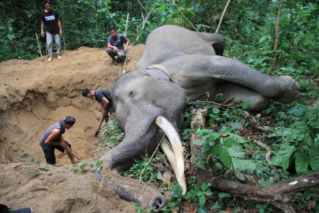 Petugas Balai Konservasi Sumber Daya Alam (BKSDA) Aceh berada di dekat bangkai gajah sumatera (Elephas maximus sumatranus) jinak yang mati mendadak di kawasan Conservation Response Unit (CRU) Sampoiniet, Aceh Jaya, Aceh, Kamis (13/8). Foto: Syifa Yulinnas/ANTARA FOTO