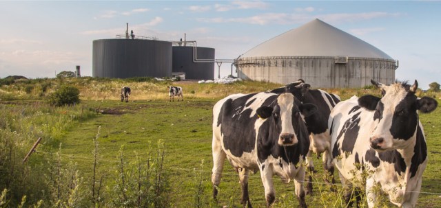 Peternakan sapi ramah lingkungan MilkLife Foto: Dok.MilkLife