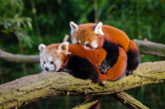 Ilustrasi bayi panda merah. Foto: Pexels