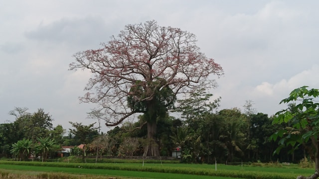 Pohon randu alas di Cibuk Lor, Sayegan, Sleman. Foto: Widi Erha Pradana.