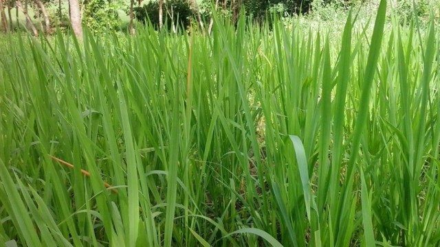 Tanaman Ilalang. Foto: Istimewa