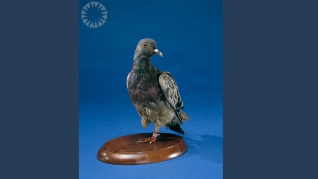 Foto: Cher Ami | Flickr/Public.Resource.Org