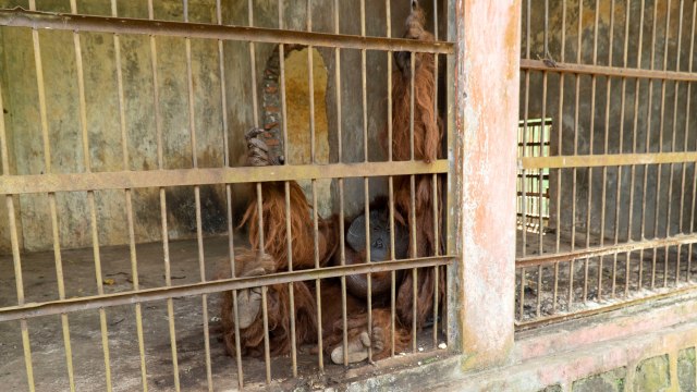 Ilustrasi orang utan. Foto: IAR Indonesia/ Heribertus / via REUTERS