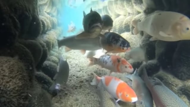 Viral ratusan ikan koi di Shimabara, Jepang, betah berada di dalam selokan. (Foto: Instagram/@makassar_iinfo)