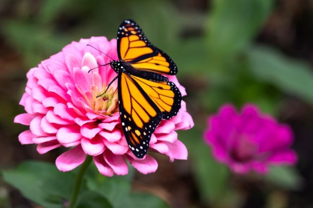 Kupu-kupu. Foto: iStock