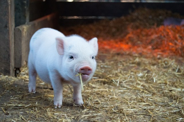 Babi. Foto: Unsplash.com/bhris1017