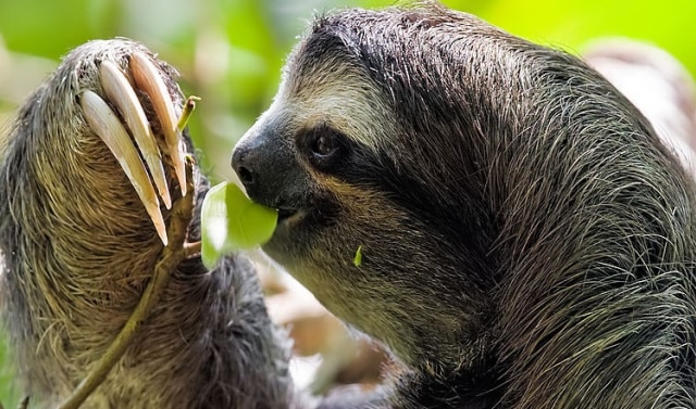 Kungkang Berbulu Coklat. Foto: Wikipedia
