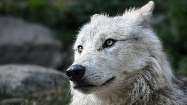 Serigala Abu-Abu. Foto: christels from Pixabay