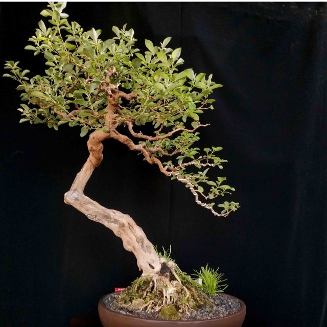 BONSAI Legundi (Foto: tamanbonsai.com)