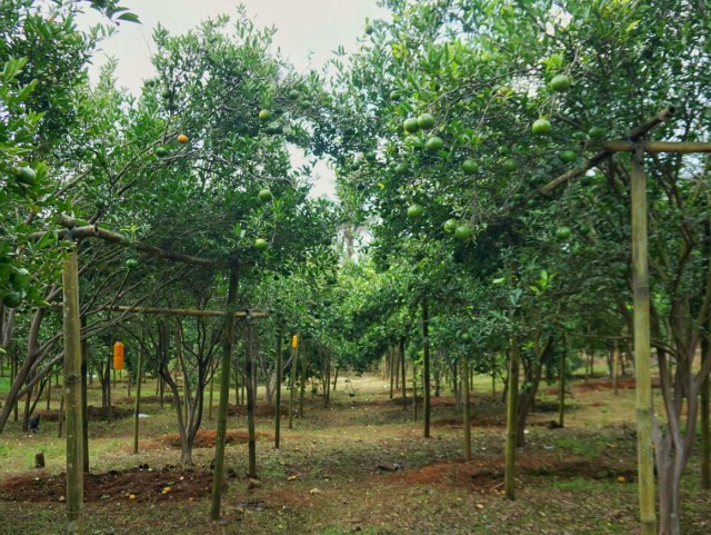 Suasana Agrowisata Kebun Jeruk Sentiko Farm Desa Sungai Langka Pesawaran, Sabtu (22/8) | Foto : Syahwa Roza Hariqo/Lampung Geh
