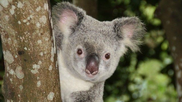 Koala. Foto: dheuser from Pixabay