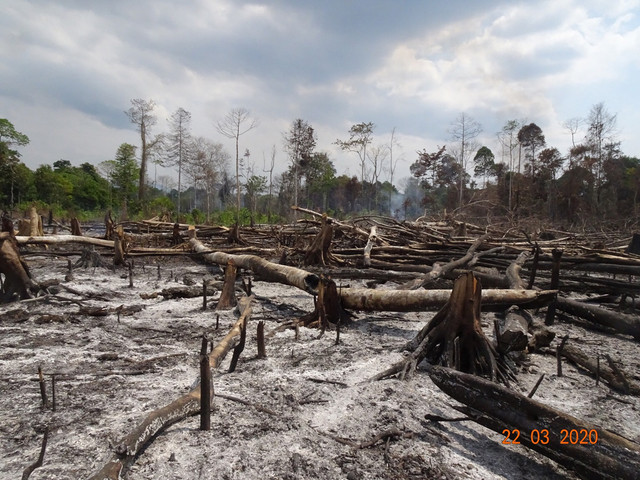 Foto kebakaran hutan didalam lahan konsesi PT. Indo Alam awal tahun ini, membuka lahan dengan cara membakar hutan merupakan hal yang secara tegas dilarang dalam undang-undang, Pasal 69 ayat (1) huruf h UU PPLH. (Sumber: Leuser Watch)