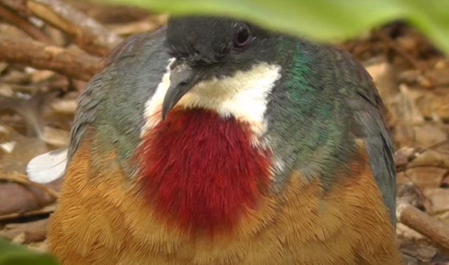 Merpati Luzon "Dada Berdarah". Foto: Youtube Paul Dinning Channel