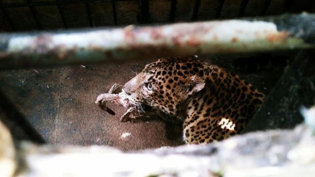 Abah, macan tutul jawa dilepasliarkan di Gunung Sawal. Foto: Dok BBKSDA Jabar