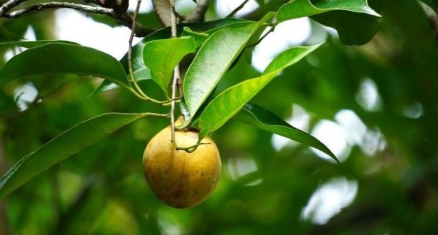 Ilustrasi buah pala. Foto: Kementan