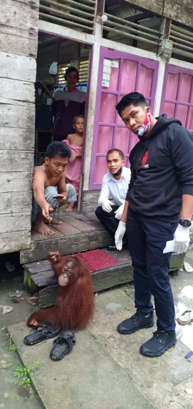 Polisi mengevakuasi orang utan yang dipelihara warga. Foto: Dok Polres Mempawah