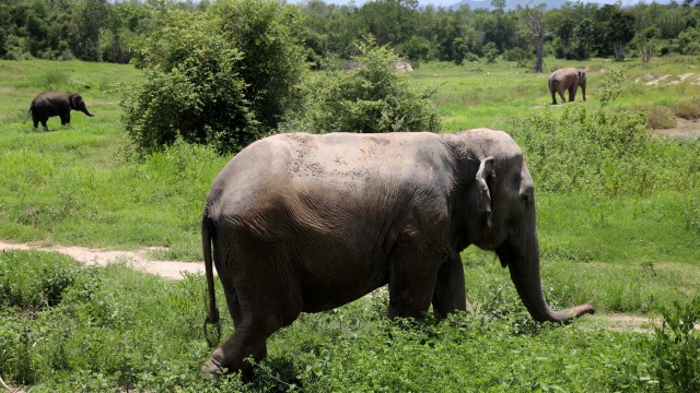 Sejumlah gajah berjalan di suaka Wildlife Friends Foundation Thailand (WFFT) di Provinsi Phetchaburi, Thailand. Foto: Jiraporn Kuhakan/REUTERS