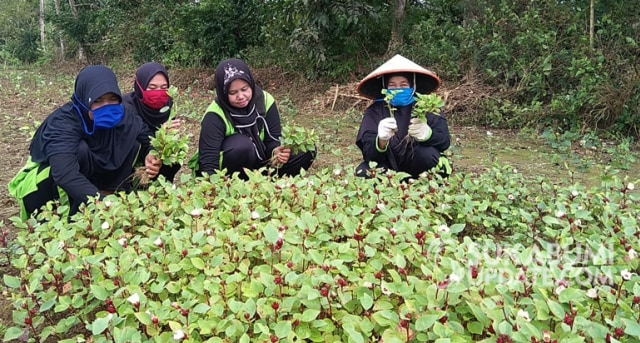 Penanaman bunga rosella di Desa Ciparay, Kecamatan, Jampang Kulon, Kabupaten Sukabumi. | Sumber Foto: Ragil Gilang