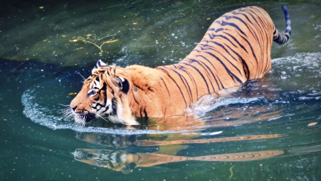 Ilustrasi harimau sumatera. Foto: Pixabay