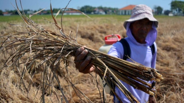Ilustrasi padi diserang hama wereng. Foto: Syaiful Arif/Antara Foto