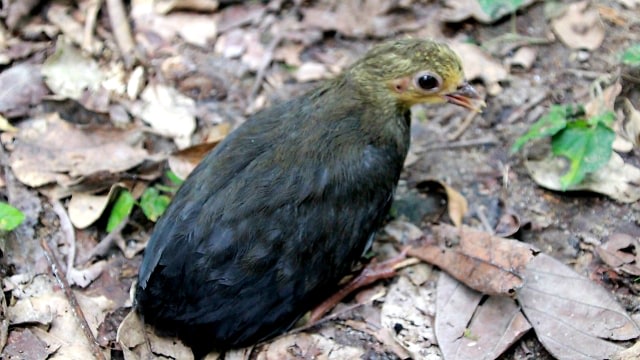 Burung maleo memiliki nama Ilmiah, Macrocephalon maleo. Burung Maleo adalah fauna khas pulau Sulawesi yang dilindungi. Jumlahnya tidak banyak karena kemampuan berkembang biaknya sangat terbatas. (Foto: Rahmat Ali/banthayoid) 
