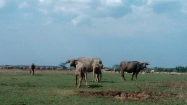 Kerbau-kerbau yang selamat dari letusan lumpur gas di Blora. Foto: kumparan