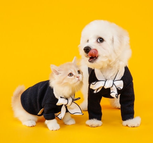 Hewan peliharaan kucing dan anjing termasuk hewan yang pintar. Foto: Pixabay