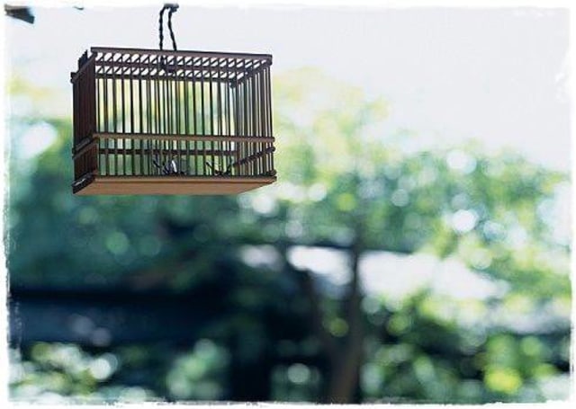 Ilustrasi sangkar burung. (Foto: omkicau.com)