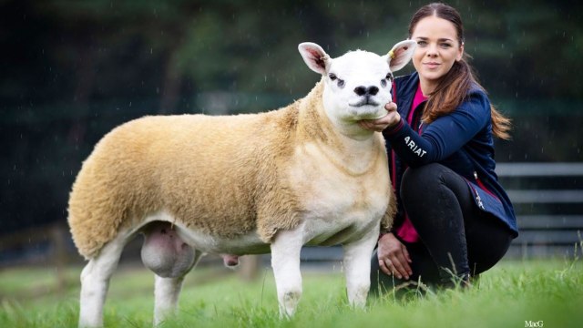 Domba texel bernama Double Diamond terjual Rp 7,1 miliar. Foto: Catherine Macgregor/SWNS