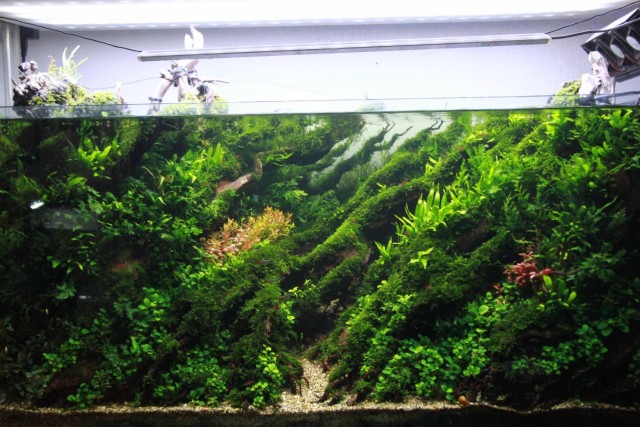 Aquascape karya Herry Rasio.