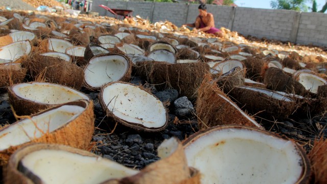 Ilustrasi buah kelapa. Foto: Akbar Tado/ANTARA FOTO