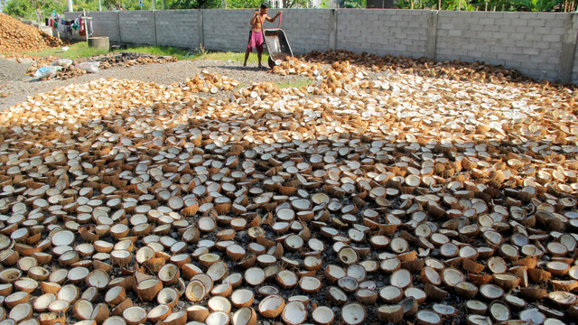 Pekerja menjemur buah kelapa yang akan diolah menjadi kopra di Desa Belang-Belang, Kecamatan Papalang, Mamuju, Sulawesi Barat. Foto: Akbar Tado/ANTARA FOTO