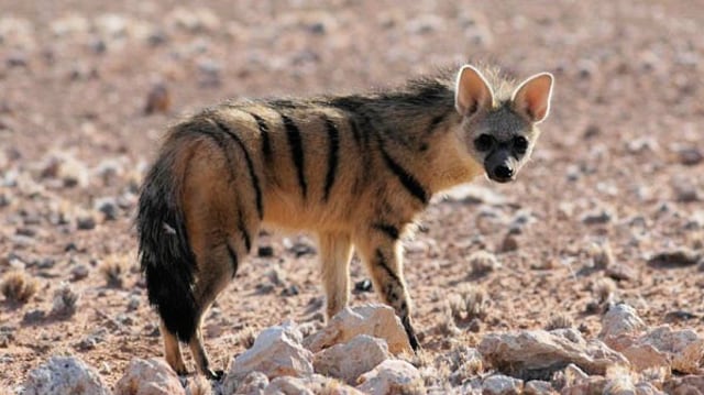 Aardwolf. Foto: Wikipedia