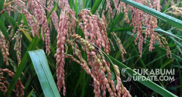 Padi Black Madras yang ditanam Burhanudin, petani asal Jambelaer, Desa Pasirbaru, Kecamatan Cisolok, Kabupaten Sukabumi. | Sumber Foto: Istimewa