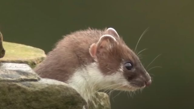 Cerpelai. Foto: Screen Youtube Wonders of the World